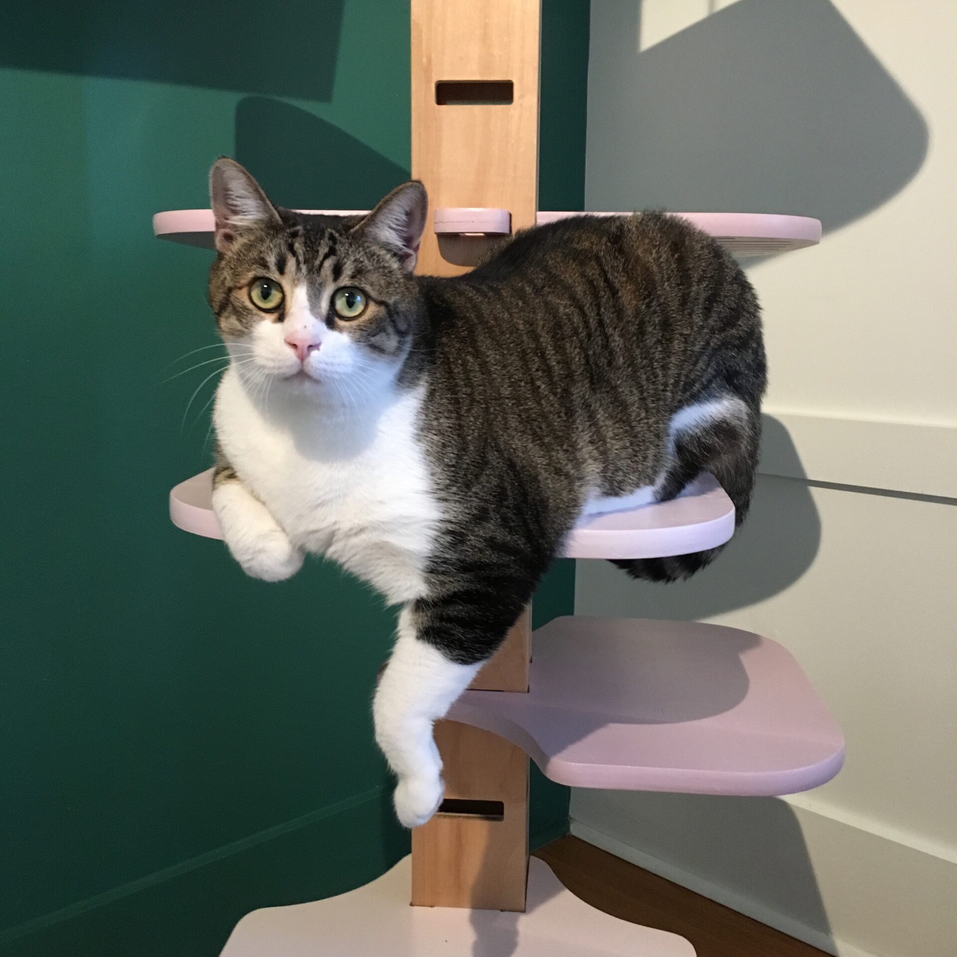 Tabby cat on cat tree shelf