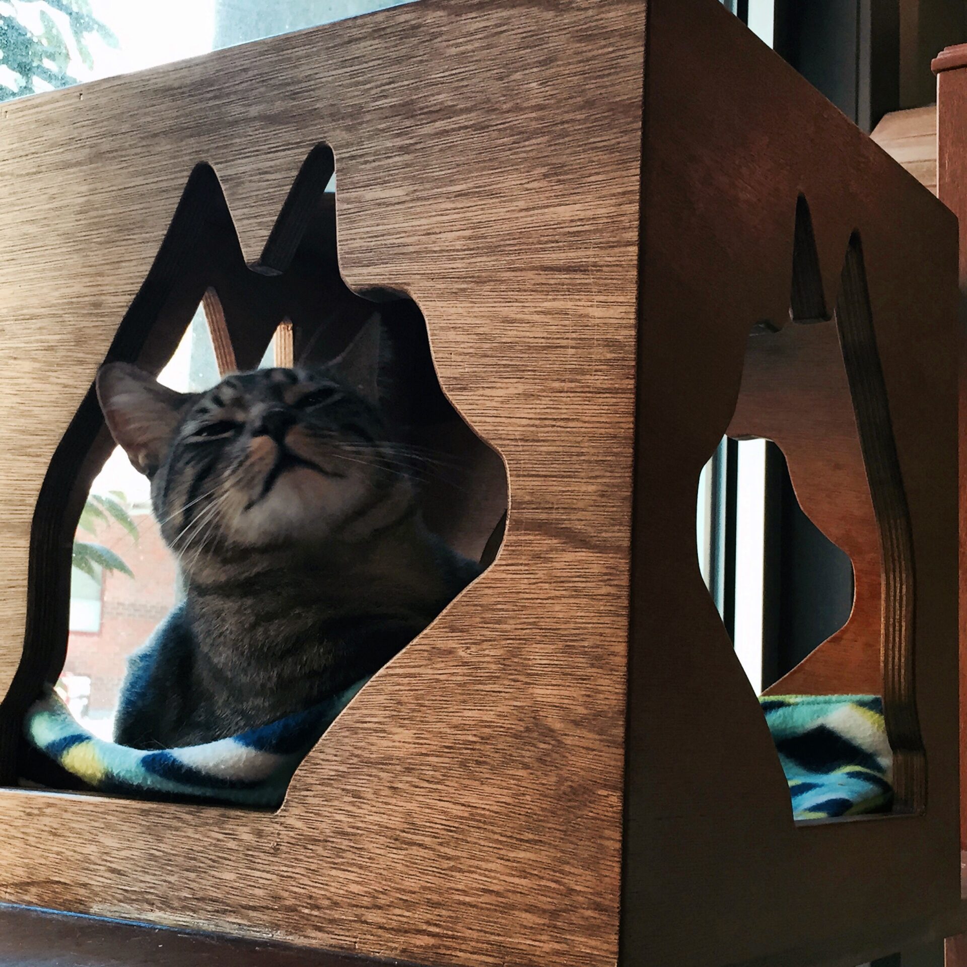 cat in wood enclosure with cat-head cut-out