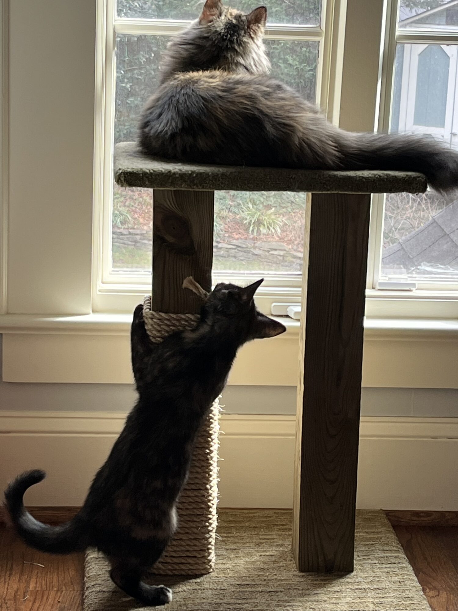 Two kittens using a scratching post