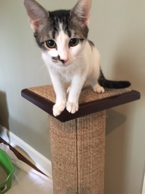 cat in scratching post