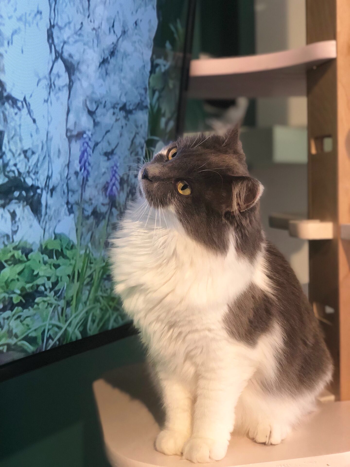 cat watching TV