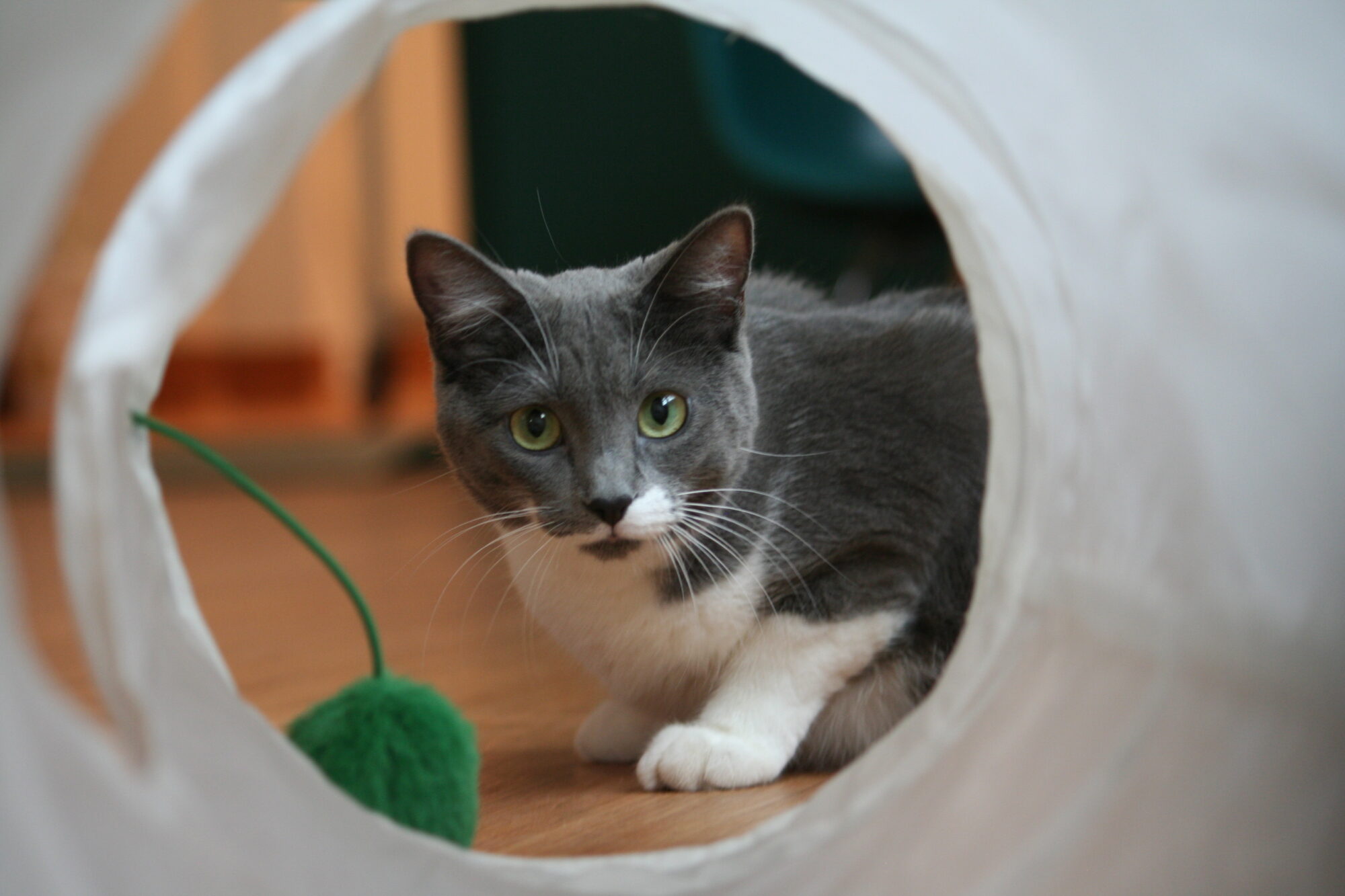 cat plays in tube