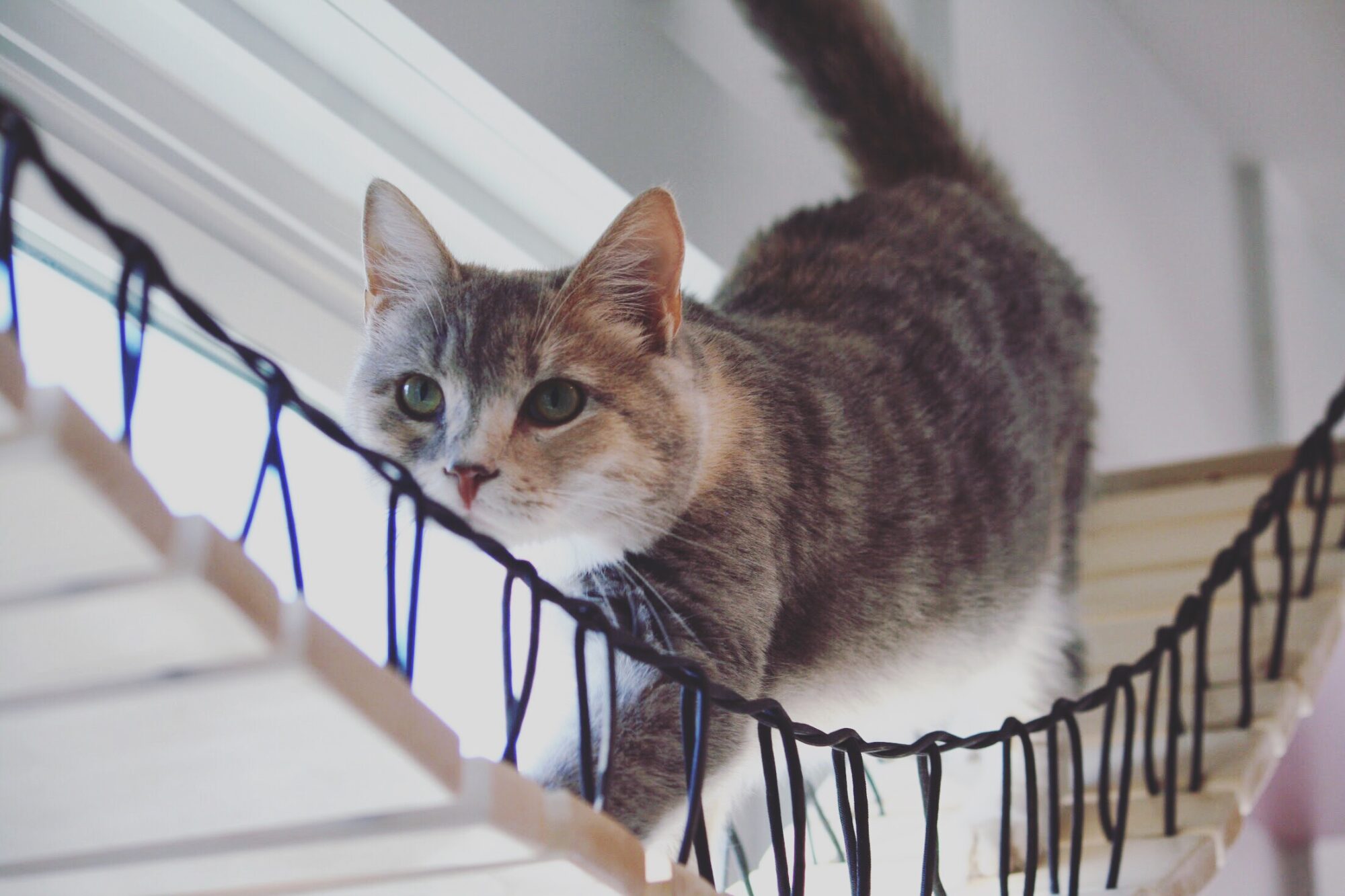 Cat walking in front of a window