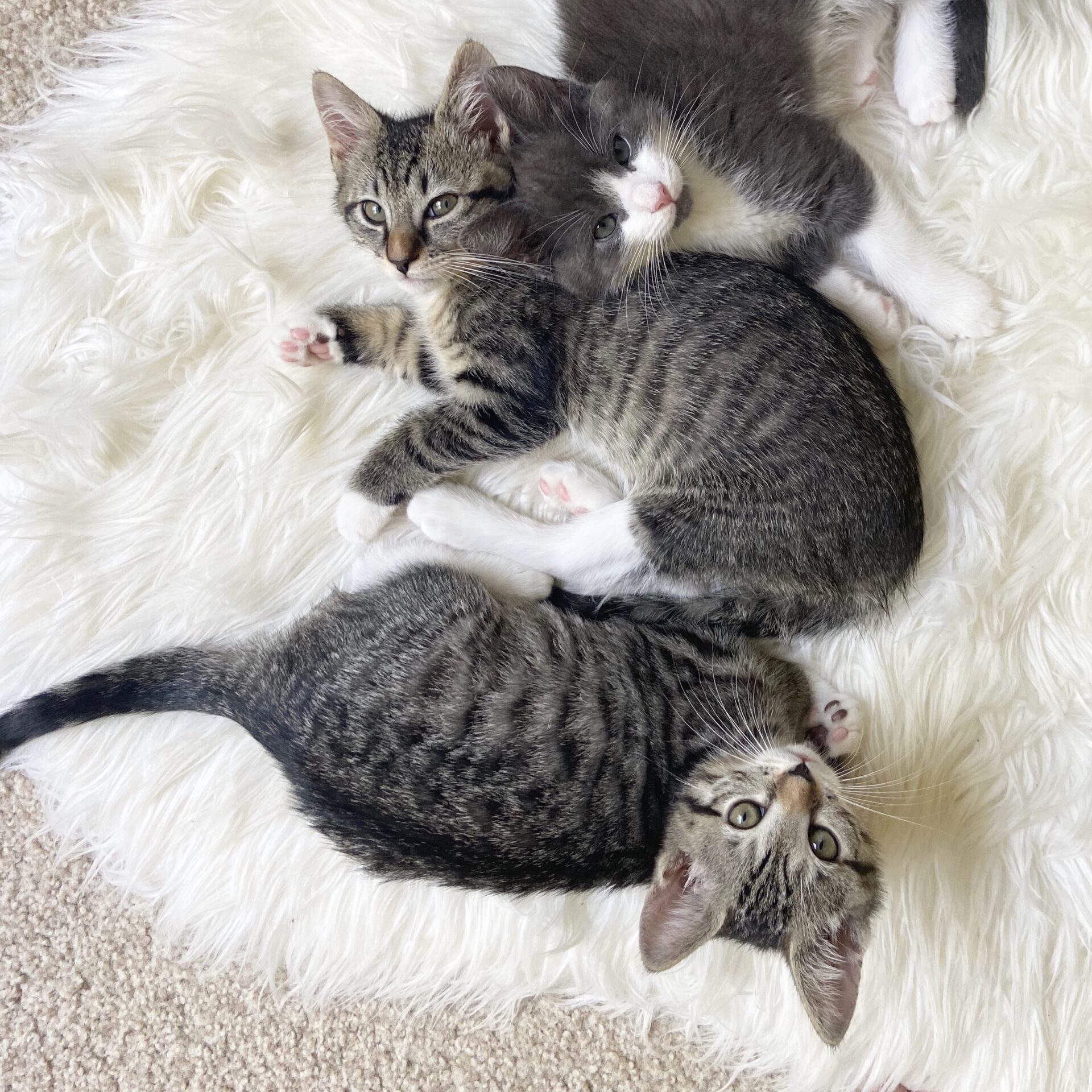 kittens kittens