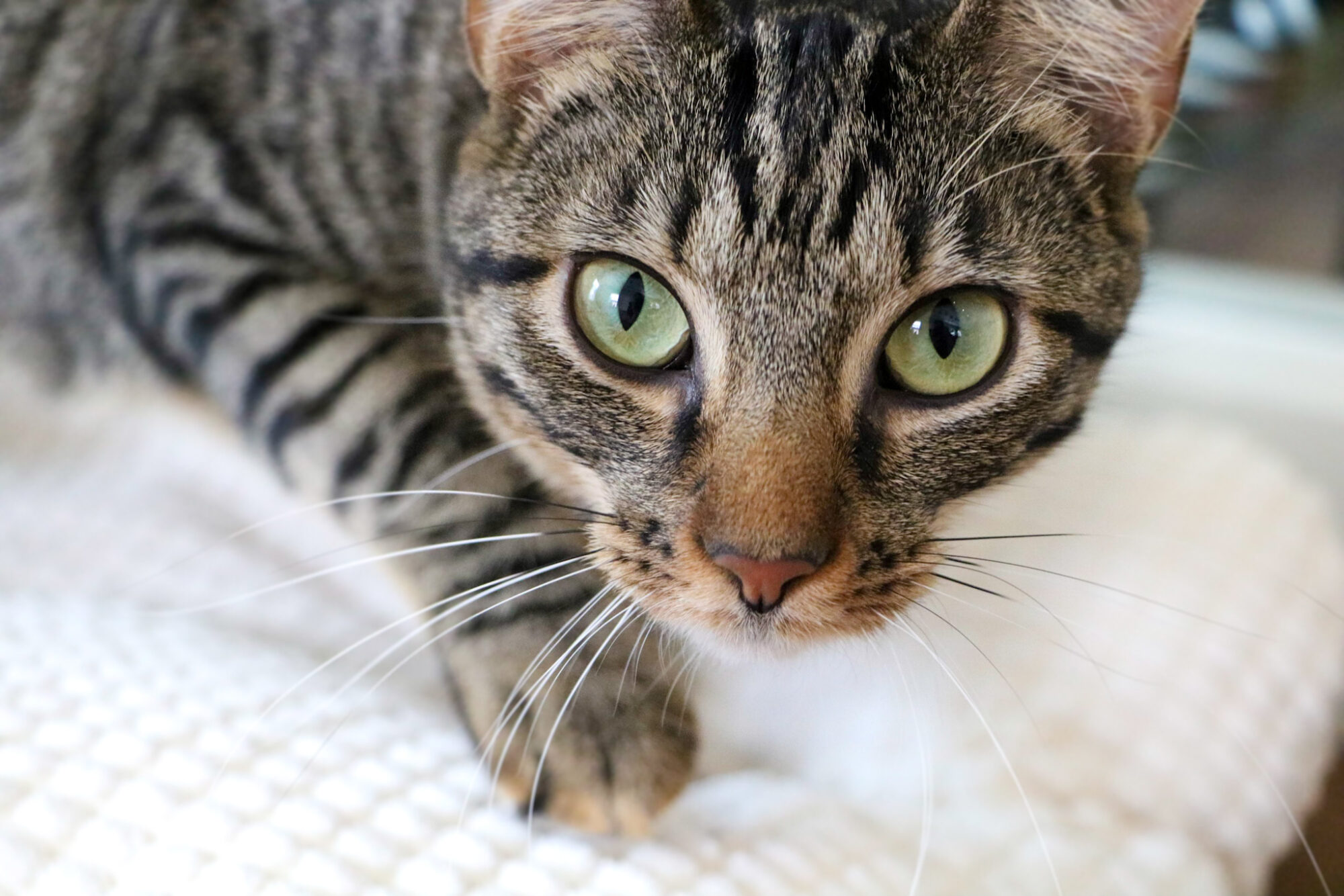 Shared from Lightroom mobile (2) cat on a blanket