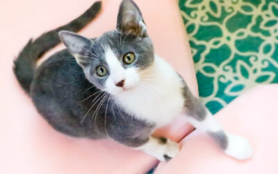 Designing a Cat-Friendly Home, Part Two