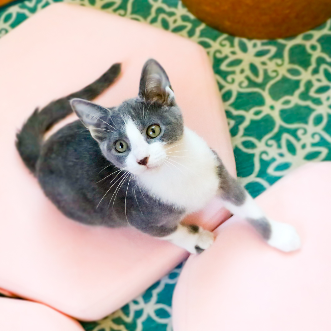 Shared from Lightroom mobile (3) cat on rug