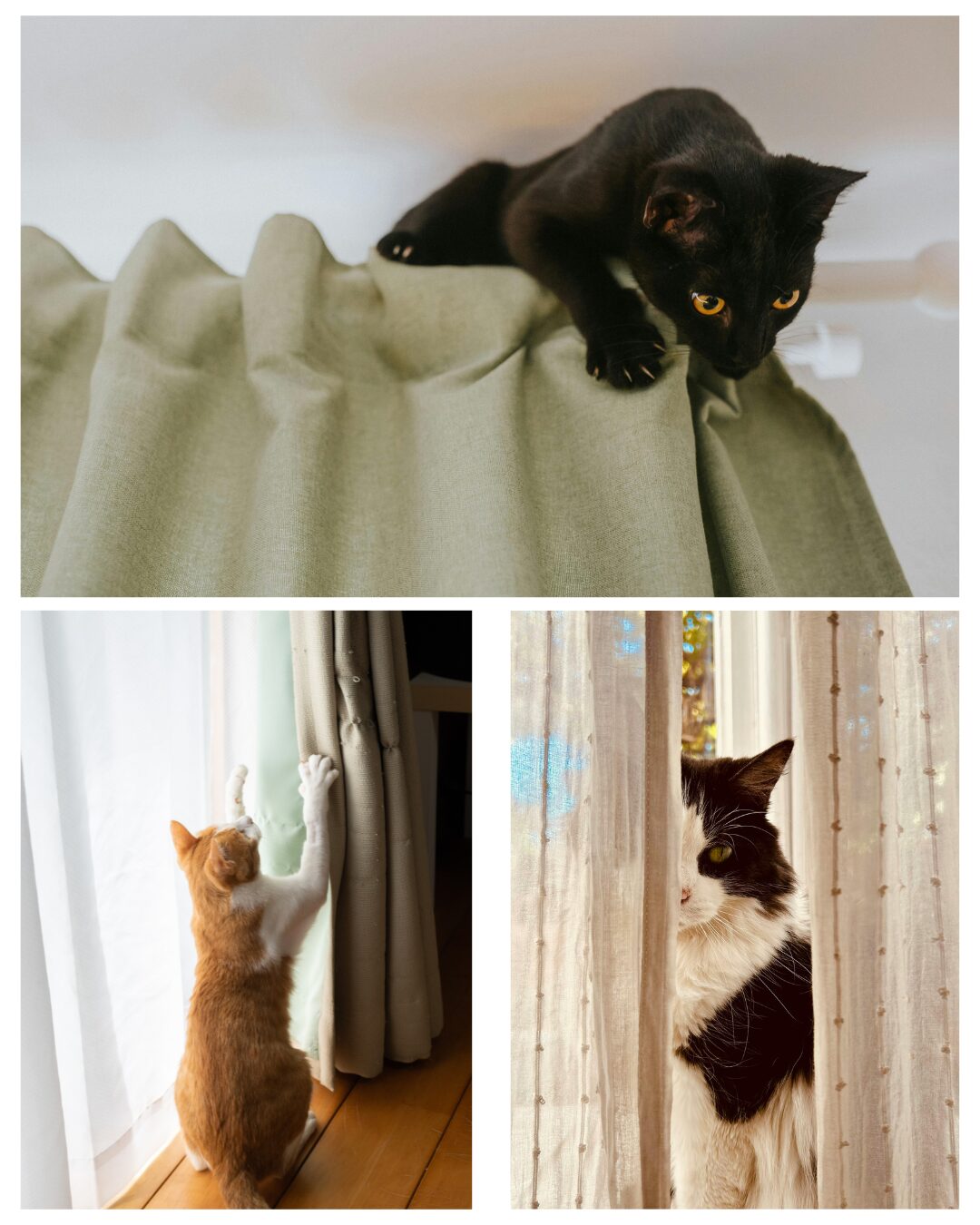 Untitled design cats and drapes